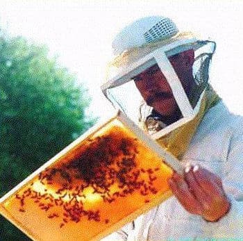 Beehive Honey Frame