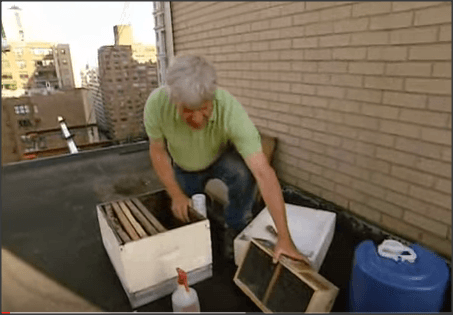 Roof Top Beekeeping