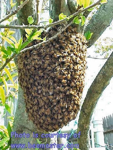 Honeybee Swarm